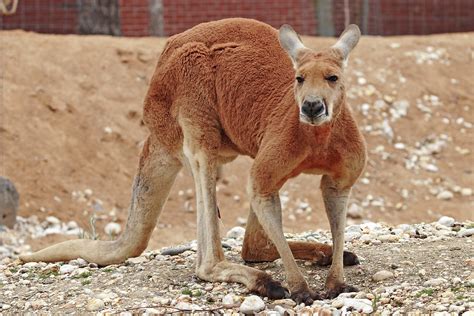 File:Red kangaroo - melbourne zoo.jpg - Wikimedia Commons