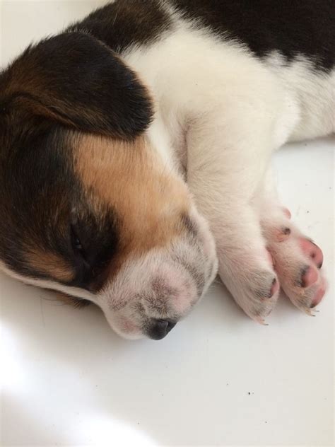 Sleeping baby beagle 3 days old | Baby beagle, Beagle, Puppies