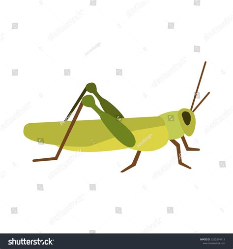 11,985 Grasshopper Stock Vectors, Images & Vector Art | Shutterstock