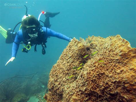 Taganga Diving Station - Lo que se debe saber antes de viajar - Tripadvisor