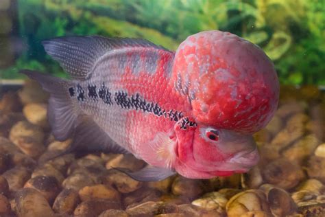 Flowerhorn Cichlid: The Ultimate Hybrid - Aquariadise