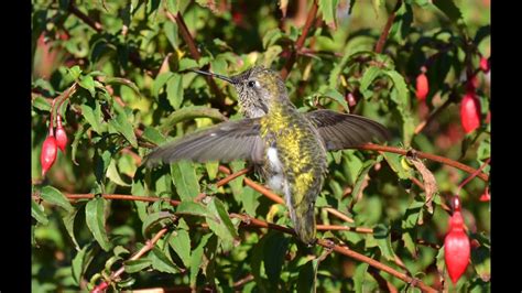 Hummingbird Sings - YouTube