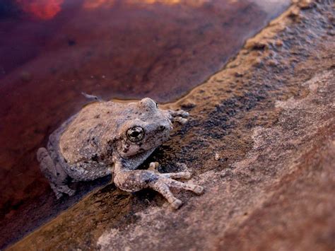 Desert Frog-- Many Pools, Zion : Photos, Diagrams & Topos : SummitPost