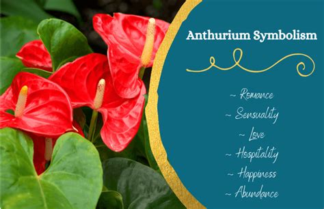 The Anthurium Flower: A Symbol of Passion and Prosperity - Symbol Sage