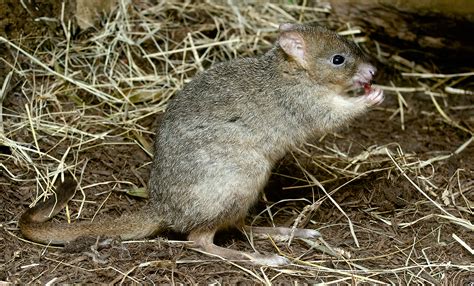 Brush-tailed bettong | Smithsonian's National Zoo and Conservation Biology Institute