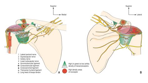 Shoulder Anatomy Nerves