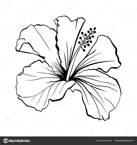 Dessin Fleur Exotique Noir Et Blanc