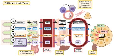 Uremia Cell