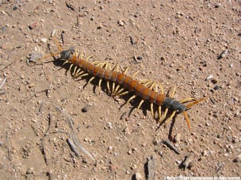 13 Terrifying Creatures That Live In Arizona And Could Actually Kill You | Deserts, Desert ...