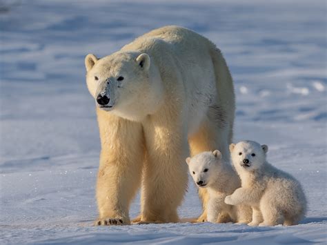 Polar Bear Bonanza | Mid-Continent Public Library