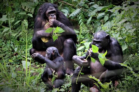 Bonobos And Humans: Kindness May Have An Ancient Connection : Goats and ...