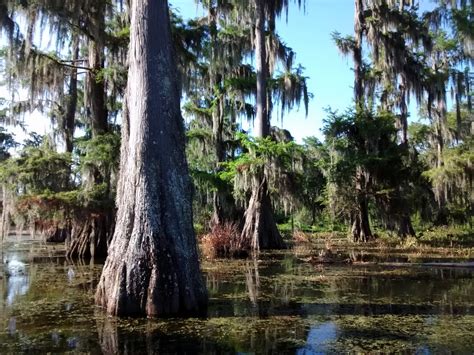 Living Rootless: Lake Martin, Louisiana: Late Spring Visit