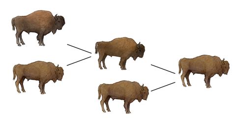 The Breeding-back Blog: Controlled hybridization for saving the wisent?