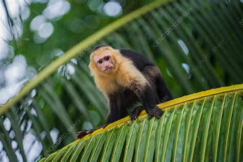 Panamanian white-faced capuchin - Stock Image - C056/4666 - Science ...