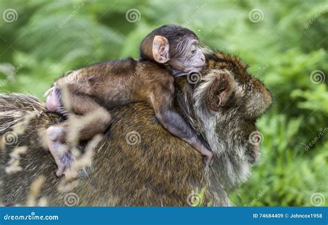 Barbary Macaques. stock image. Image of morocco, species - 74684409