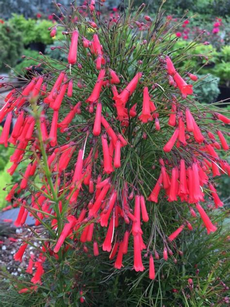 Firecracker Fern - Vivero Growers Nursery Austin Wholesale and Retail Nursery