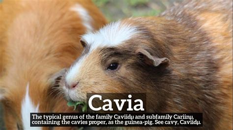 How Does Cavia Look? | What is Cavia? | How to Say Cavia in English? - YouTube