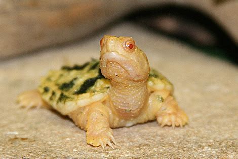 Rare Baby Albino Snapping Turtles - ZooBorns