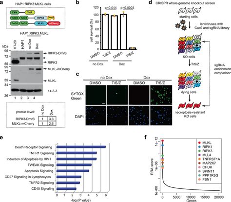 CRISPR whole-genome knockout screen in modified HAP1 cells identifies... | Download Scientific ...