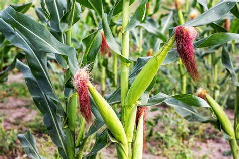 Zea | Maize, Cereal & Poaceae | Britannica