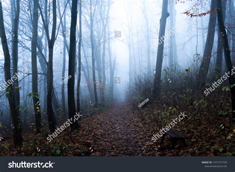 Dark Blue Forest Small Hiking Trail Stock Photo 1471577729 | Shutterstock