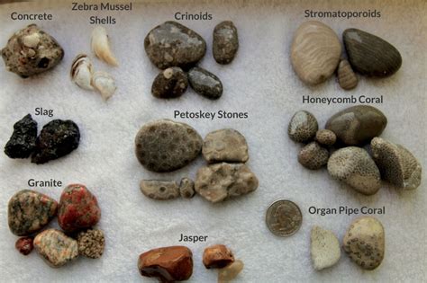 Beachgoer’s Guide to Lake Michigan Fossils and Rocks | Lake michigan stones, Lake michigan, Fossils