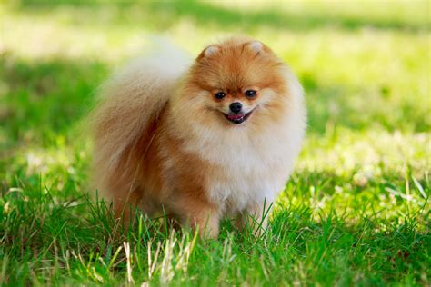 Les plus petites races de chiens du monde - Versus Magazine : Votre Source #1 des Listes, Avis ...