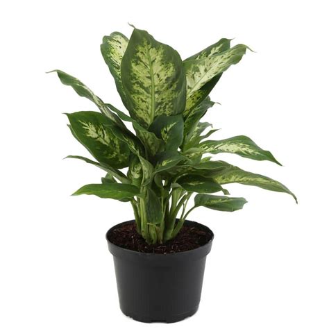 Costa Farms Dieffenbachia Indoor Plant in 6 in. Grower Pot, Avg ...