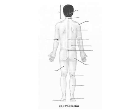 Posterior Anatomical Body Regions Quiz