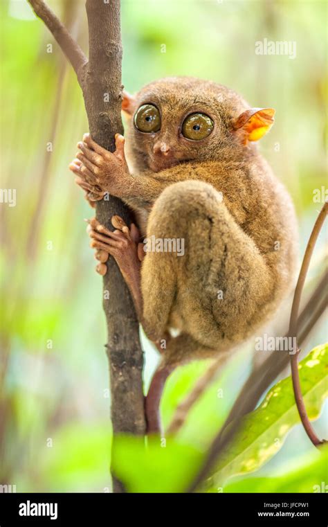 Tarsier monkey in bohol philippines hi-res stock photography and images ...