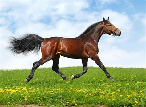 What is Galloping? (with pictures)