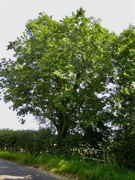 Wych Elm - Tree Guide UK - Wych Elm tree identification