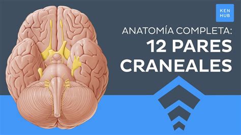 12 pares craneales: Orígenes, funciones, mnemotecnia - Anatomía Humana | Kenhub - YouTube