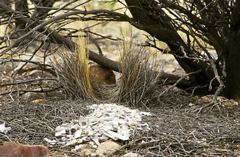 Bowerbird | San Diego Zoo Animals & Plants