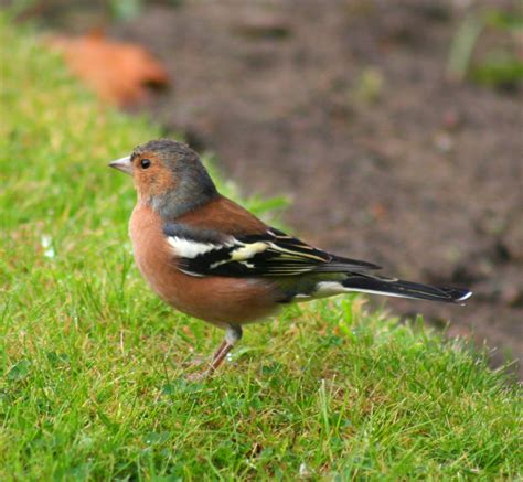 20 Most Common Irish Garden Birds | Easy Identification Guide – Coast Monkey in 2022 | Chaffinch ...