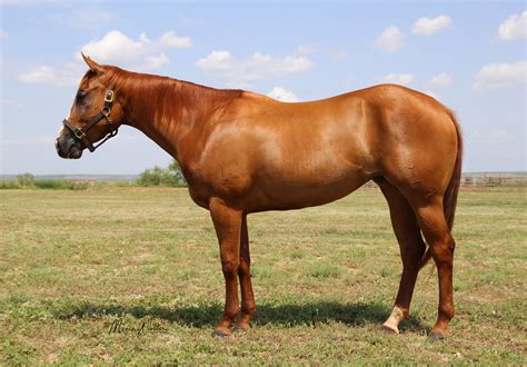 Pink Buckle Barrel Horse Sale - 6666 Ranch