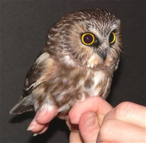 The Owl's Perch: Owl of the Week: Northern Saw-Whet Owl