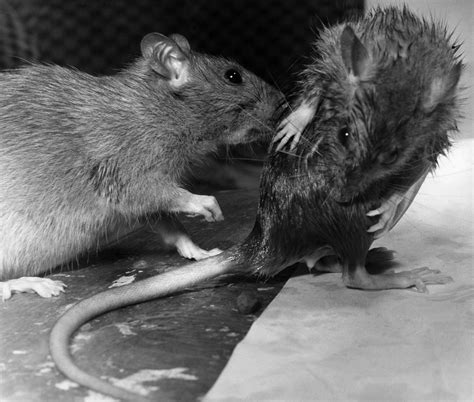 Thirty-two Rats From Casablanca | The New Yorker