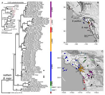 Slender salamanders (genus Batrachoseps) reveal Southern California to be a center for the ...