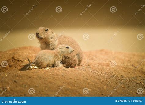 A Gopher Eating Fruit in Its Habitat Stock Image - Image of squirrel ...