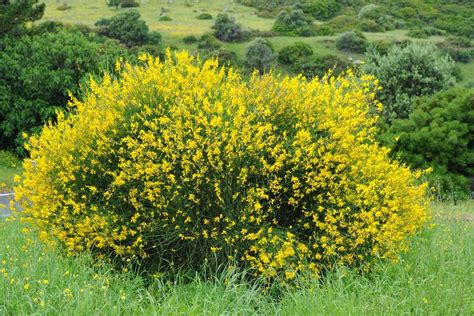 Scotch Broom Seeds for Planting (30 Seeds) Vibrant Yellow Blooms, Great ...