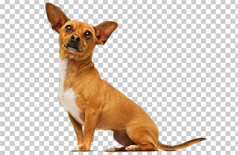 Beverly Hills Chihuahua Beverly Hills Chihuahua Papi Jr. Delgado PNG, Clipart, Beverly, Beverly ...