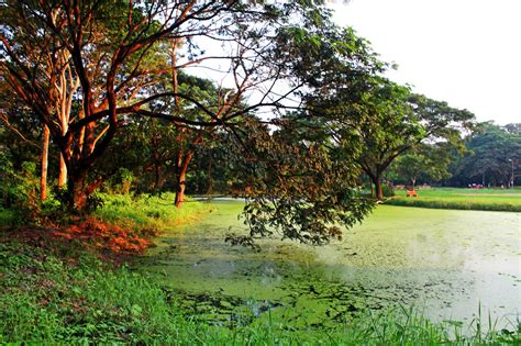 Botanical Gardens, Kolkata, West Bengal, Tourism, 2021 | Biggest banyan ...