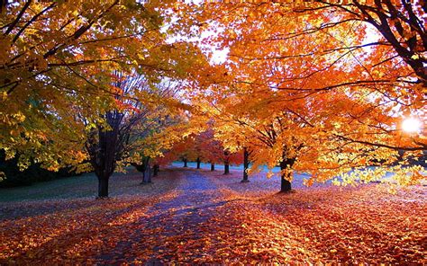 HD wallpaper: maple tree, landscape photography of maple trees, leaves, fall | Wallpaper Flare