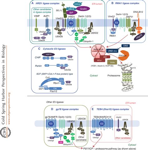 Figure 2 from Protein folding and quality control in the ER. | Semantic Scholar