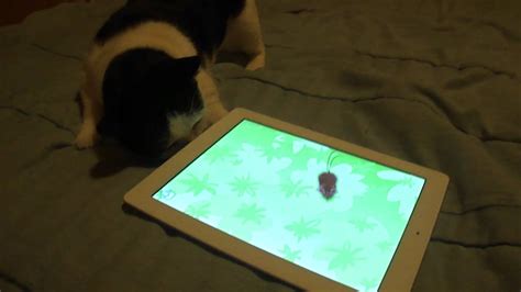 cat chases mouse on ipad - YouTube