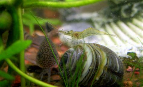 Ghost shrimp fun facts and care guide - Aquariumfreaks.com