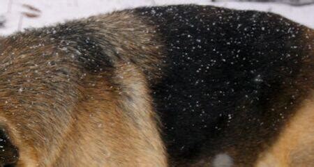 8 Causes of Dog Dandruff (And How to Treat It) | PetCoach