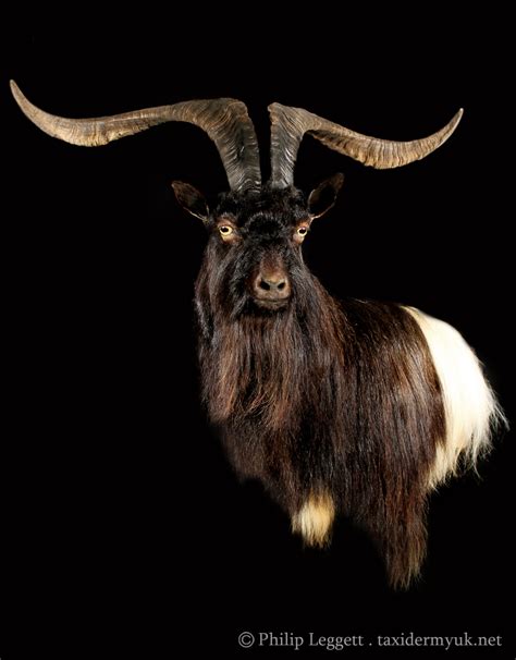 Wild Goat - Wall Pedestal - Taxidermy UK