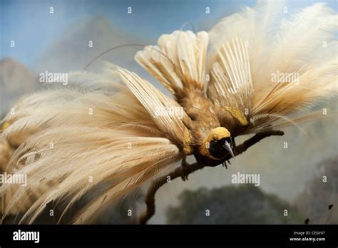 Bird of paradise feathers hi-res stock photography and images - Alamy